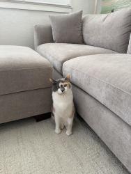 Reunited Female Cat last seen Kaleywood ct, Orlando, FL 32806