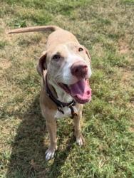 Shelter Stray Female Dog last seen Near BLOCK S 3RD ST, 3528 Newburg Rd, Louisville, KY 40218, USA