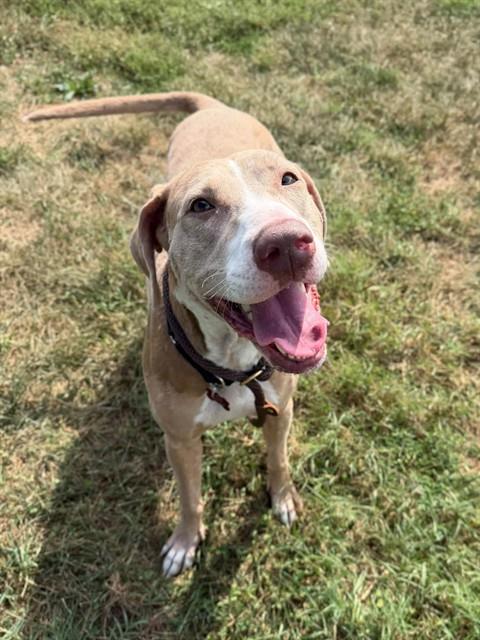 Shelter Stray Female Dog last seen Near BLOCK S 3RD ST, 3528 Newburg Rd, Louisville, KY 40218, USA