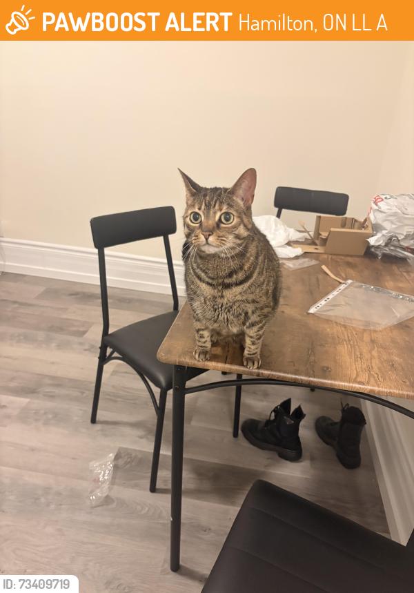 Found/Stray Female Cat last seen Near Sherman Ave N Hamilton L8L 6M7, Hamilton, ON L8L 3A5