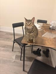 Found/Stray Female Cat last seen Near Sherman Ave N Hamilton L8L 6M7, Hamilton, ON L8L 3A5