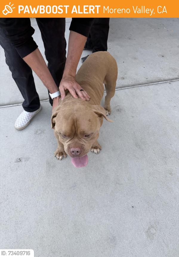 Found/Stray Male Dog last seen Indian and Iris, Moreno Valley, CA 92551