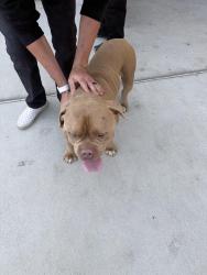 Found/Stray Male Dog last seen Indian and Iris, Moreno Valley, CA 92551