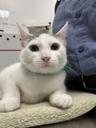 Shelter Stray Female Cat last seen , 11361 W Pico Blvd, Los Angeles, CA 90064, USA