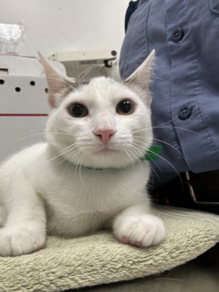 Shelter Stray Female Cat last seen , 11361 W Pico Blvd, Los Angeles, CA 90064, USA