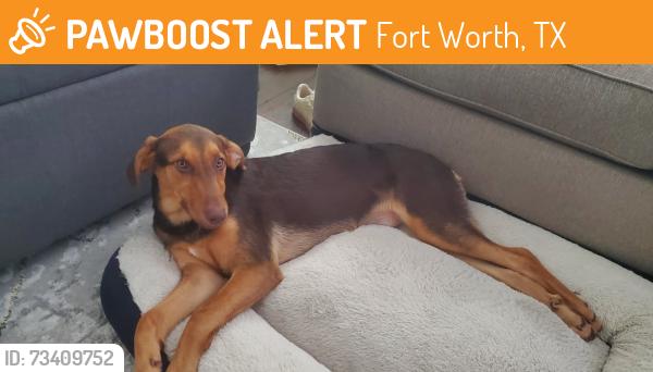 Found/Stray Female Dog last seen Twin Mills/ Wild Oats, Fort Worth, TX 76179