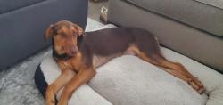 Found/Stray Female Dog last seen Twin Mills/ Wild Oats, Fort Worth, TX 76179