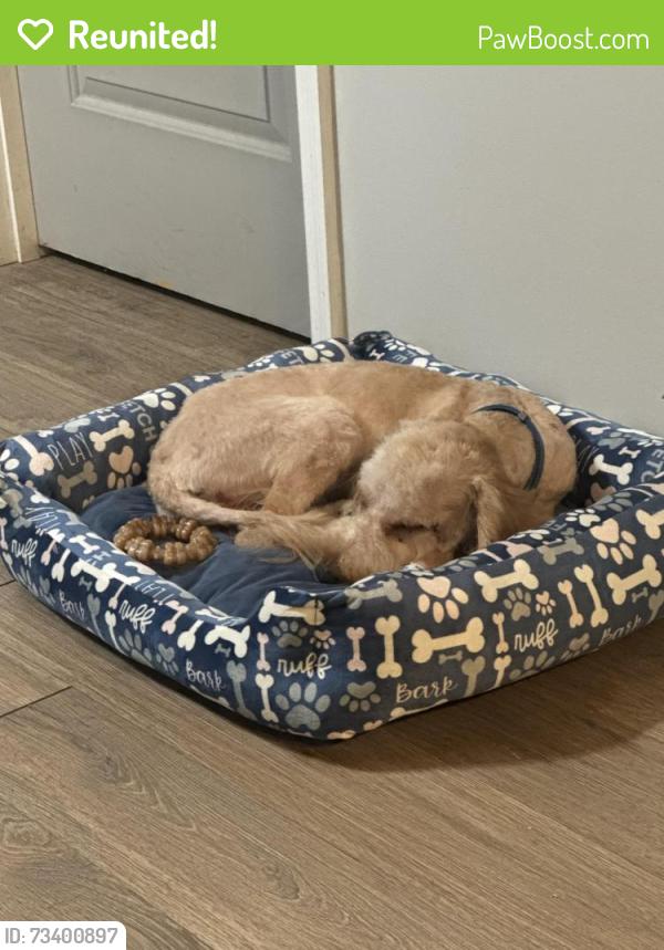 Reunited Male Dog last seen Ellianos, Valdosta, GA 31601