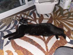 Found/Stray Female Cat last seen Near Woodbury Elementary, Woodbury, MN 55125