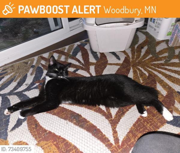 Found/Stray Female Cat last seen Near Woodbury Elementary, Woodbury, MN 55125
