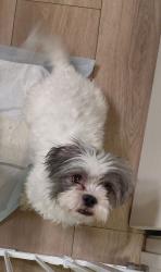 Lost Female Dog last seen Carlisle & Montgomery, Albuquerque, NM 87107