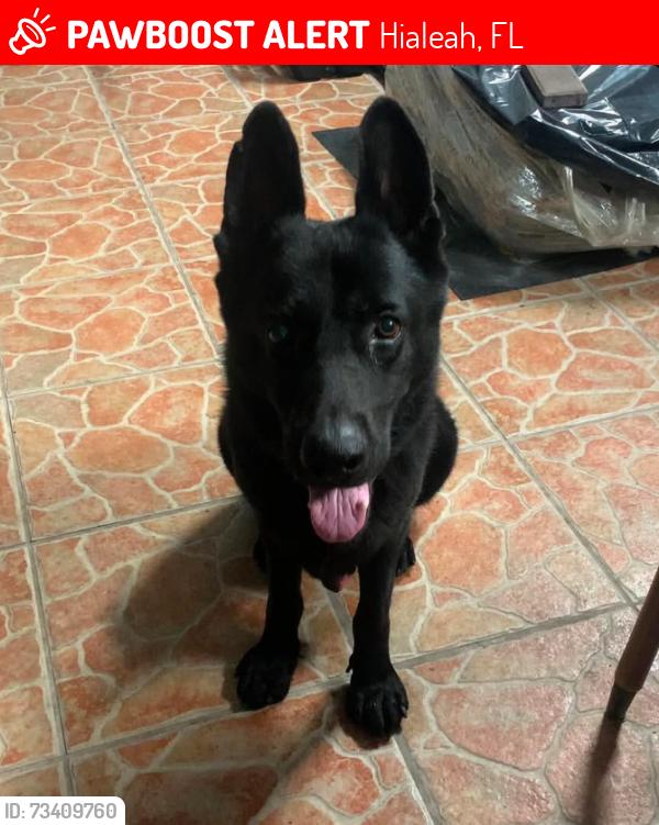 Lost Male Dog last seen 19st Hialeah fl, Hialeah, FL 33010