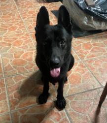 Lost Male Dog last seen 19st Hialeah fl, Hialeah, FL 33010