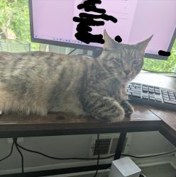 Lost Female Cat last seen S. Haviland and E Nicholson Road, Audubon, NJ 08106