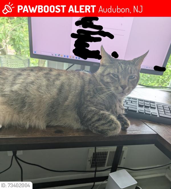 Lost Female Cat last seen S. Haviland and E Nicholson Road, Audubon, NJ 08106