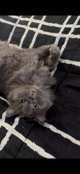 Reunited Male Cat last seen Near 112th Ave N, St. Petersburg, FL 33716, USA, St. Petersburg, FL 33716