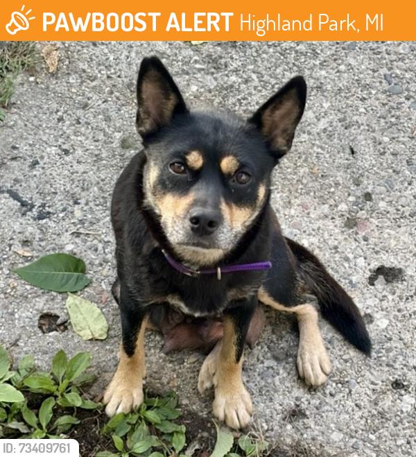 Found/Stray Female Dog last seen I-75 / 7 Mile Rd, Highland Park, MI 48203