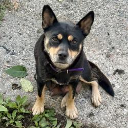 Found/Stray Female Dog last seen I-75 / 7 Mile Rd, Highland Park, MI 48203