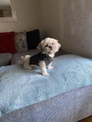 Lost Female Dog last seen S 80th st and S Hosmer St, Tacoma, WA 98444