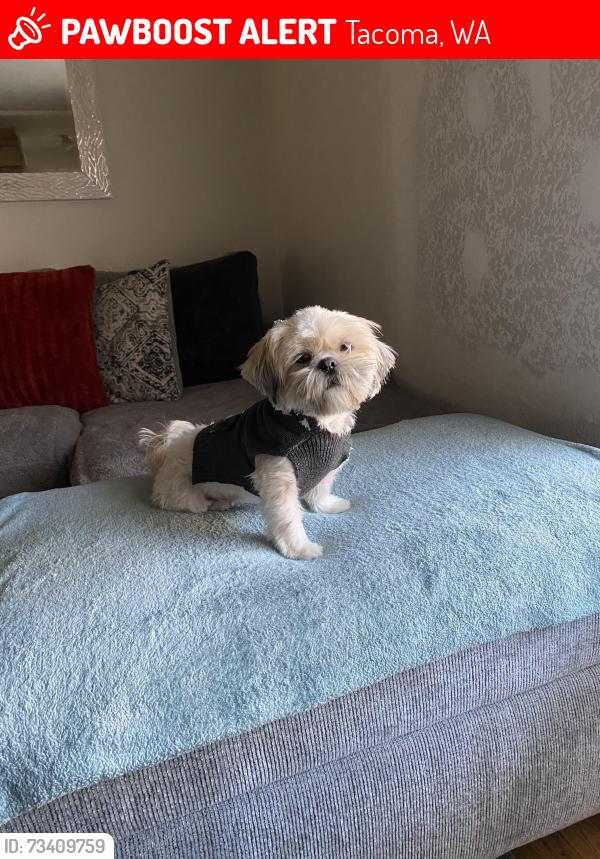 Lost Female Dog last seen S 80th st and S Hosmer St, Tacoma, WA 98444