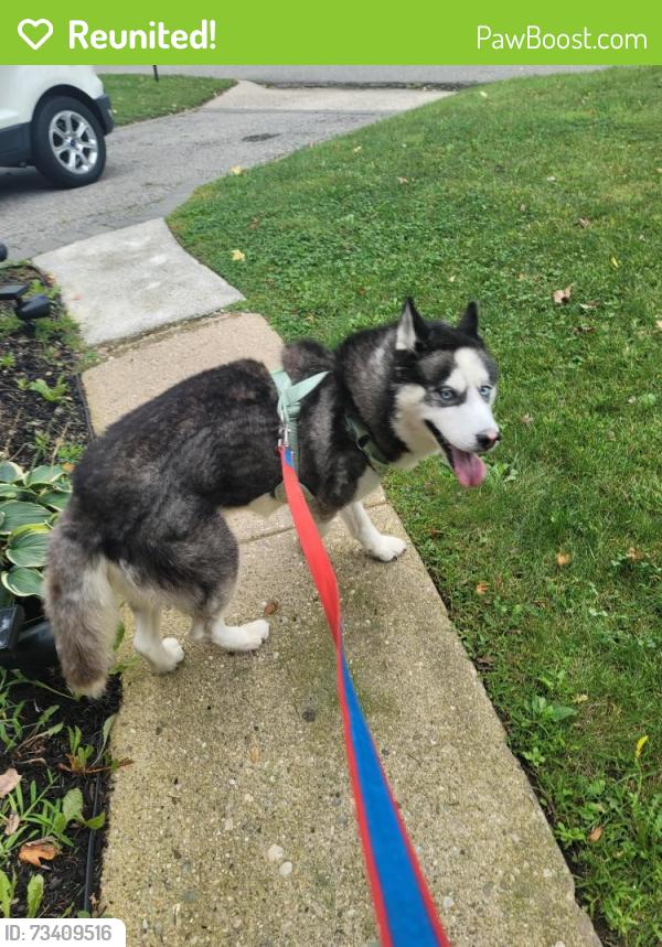 Reunited Unknown Dog last seen Fenwood rd, Huntington Station, NY 11746