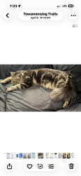 Lost Male Cat last seen Mt Pocahontas community off oneida, Towamensing Trails, PA 18210