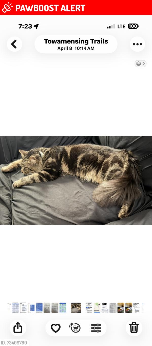 Lost Male Cat last seen Mt Pocahontas community off oneida, Towamensing Trails, PA 18210