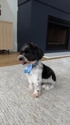 Lost Male Dog last seen Near, Walton County, GA 30620