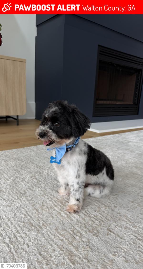 Lost Male Dog last seen Near, Walton County, GA 30620