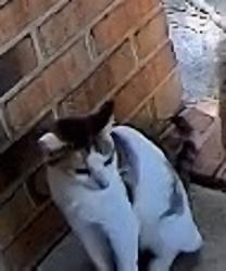 Lost Female Cat last seen Centerville And Kempsville (Behind Food Lion Centerville), Virginia Beach, VA 23464