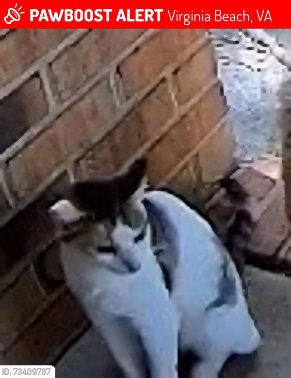 Lost Female Cat last seen Centerville And Kempsville (Behind Food Lion Centerville), Virginia Beach, VA 23464