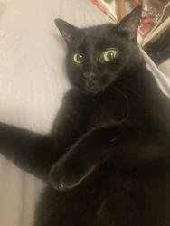 Lost Male Cat last seen Jeffrey Street Park, Whitby, ON L1P 1B8