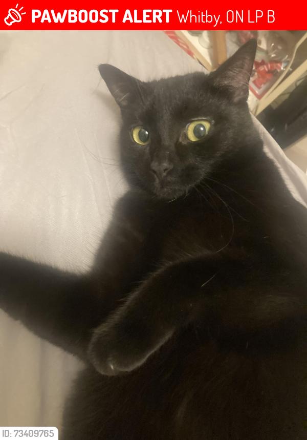 Lost Male Cat last seen Jeffrey Street Park, Whitby, ON L1P 1B8