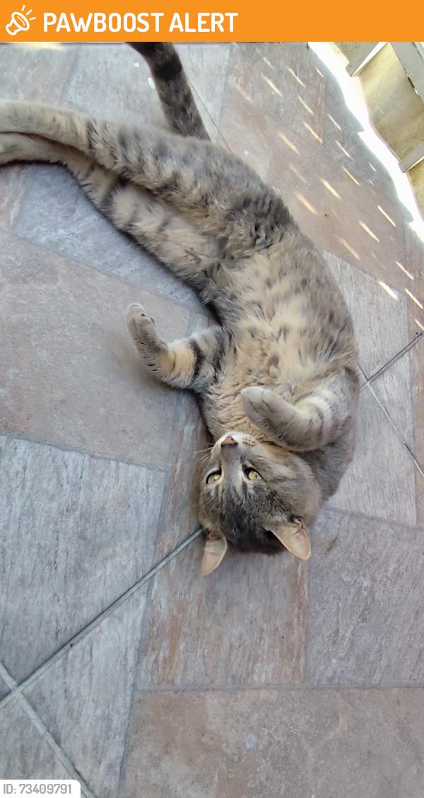 Found/Stray Male Cat last seen Parque Ybere, Campo de Santana, PR 81490-486