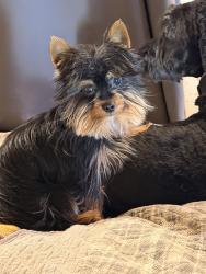 Lost Male Dog last seen Fairfield Rd and Caines Rd, Ingleside, IL 60041