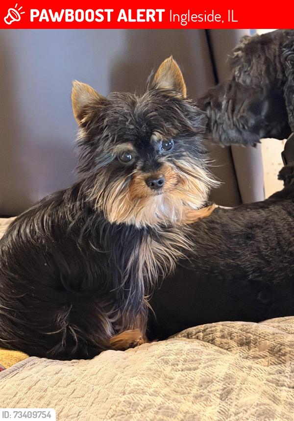 Lost Male Dog last seen Fairfield Rd and Caines Rd, Ingleside, IL 60041