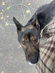 Found/Stray Male Dog last seen Morman Emigrant Trail, Pollock Pines, CA 95726
