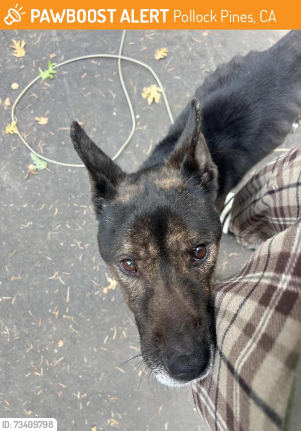 Found/Stray Male Dog last seen Morman Emigrant Trail, Pollock Pines, CA 95726