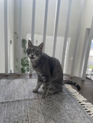 Lost Male Cat last seen Pennsburg, Pennsburg, PA 18073