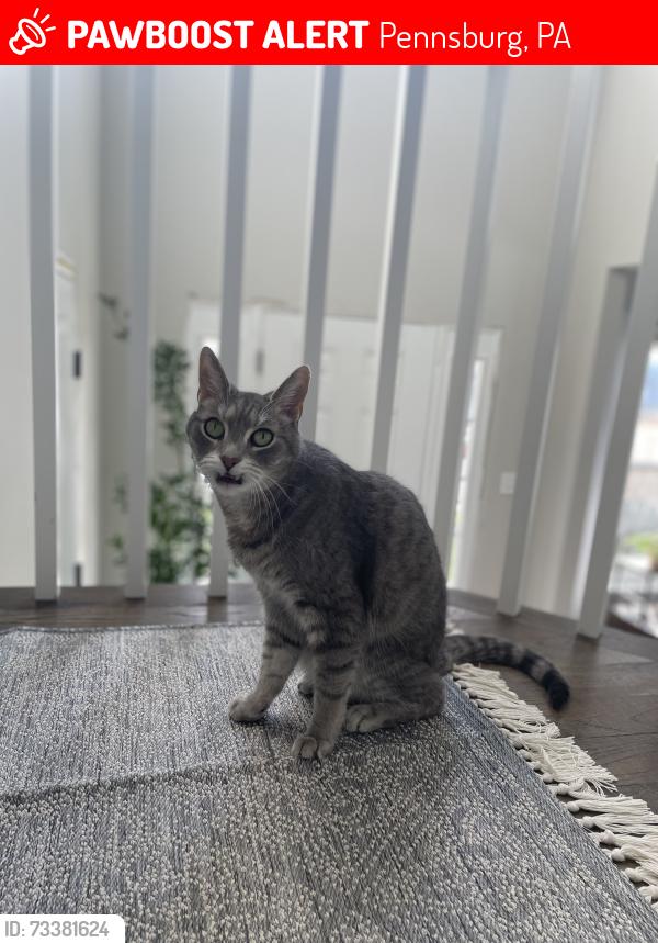 Lost Male Cat last seen Pennsburg, Pennsburg, PA 18073