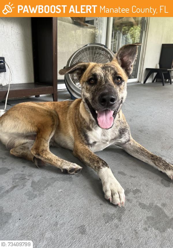 Found/Stray Male Dog last seen Duette Country Store, Manatee County, FL 34219