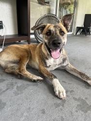 Found/Stray Male Dog last seen Duette Country Store, Manatee County, FL 34219