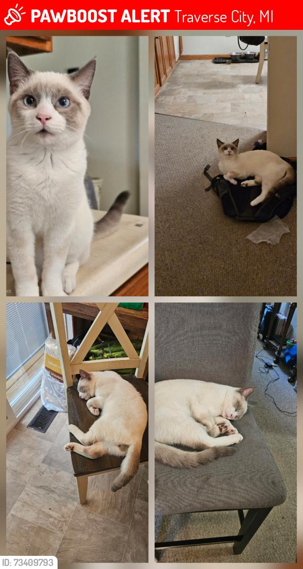 Lost Male Cat last seen G.J. in Holiday rd Traverse City, Traverse City, MI 49686