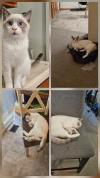 Lost Male Cat last seen G.J. in Holiday rd Traverse City, Traverse City, MI 49686