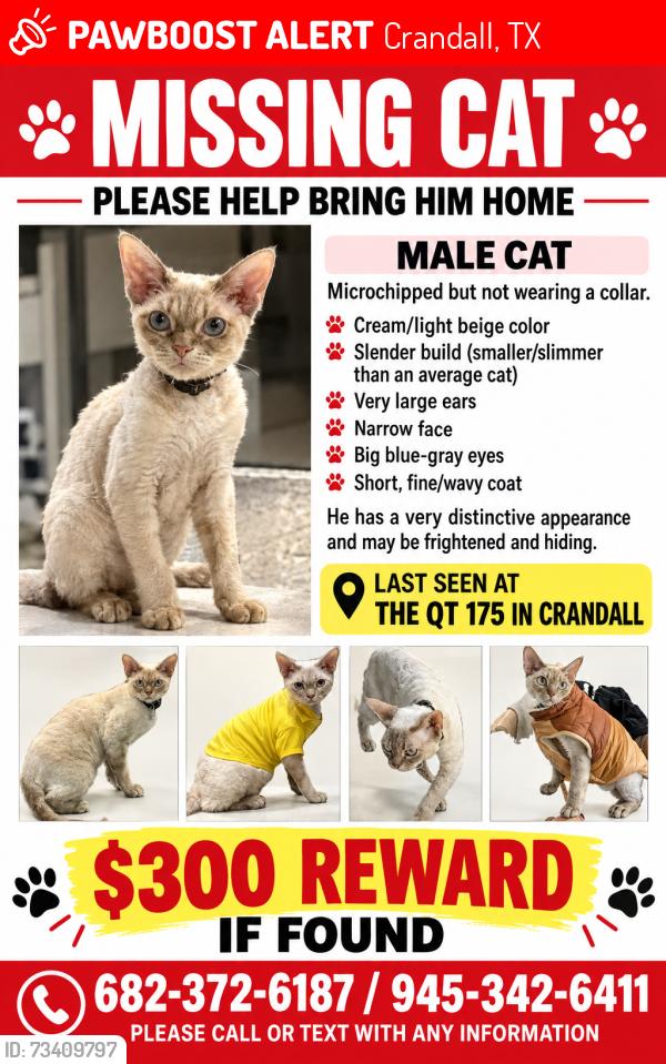 Lost Male Cat last seen Quiktrip 175 in Crandall tx, Crandall, TX 75114