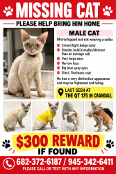 Lost Male Cat last seen Quiktrip 175 in Crandall tx, Crandall, TX 75114