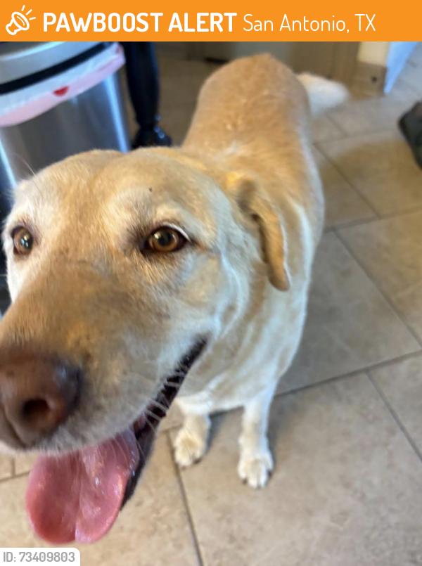 Found/Stray Female Dog last seen Spring crest, San Antonio, TX 78249