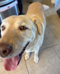 Found/Stray Female Dog last seen Spring crest, San Antonio, TX 78249