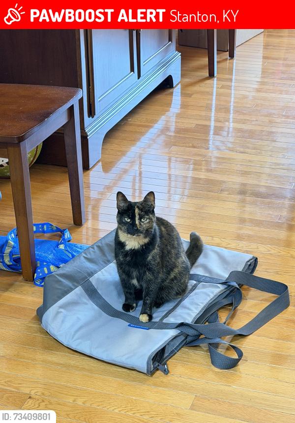 Lost Female Cat last seen Neighborhood, Stanton, KY 40380