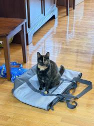 Lost Female Cat last seen Neighborhood, Stanton, KY 40380